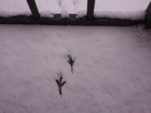 Le balcon de Mavra Nicolaïevna Novogrochneïeva : l’Oiseau de neige