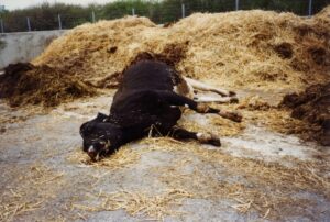 Ces bêtes qu’on abat : La crise de la vache folle et les veaux de la Prime Hérode