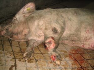 Ces bêtes qu’on abat : Un abattoir de porcs