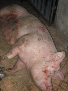 Ces bêtes qu’on abat : La fin des coches à l’abattoir