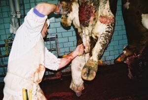 Ces bêtes qu’on abat : Étourdissement de bovins