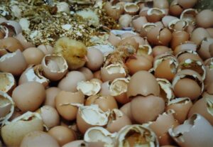 Ces bêtes qu’on abat : Les poussins refusés