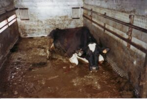 Ces bêtes qu’on abat : Vaches mourantes
