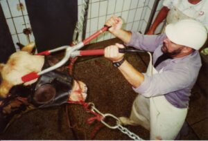 Ces bêtes qu’on abat : Avec le personnel d’abattoirs
