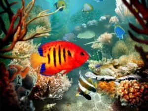 La gloire orange et rouge