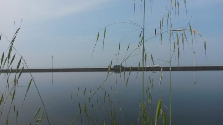 Le jonc, le lac, la route, l’océan