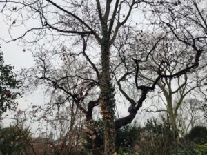 Un arbre à Matignon