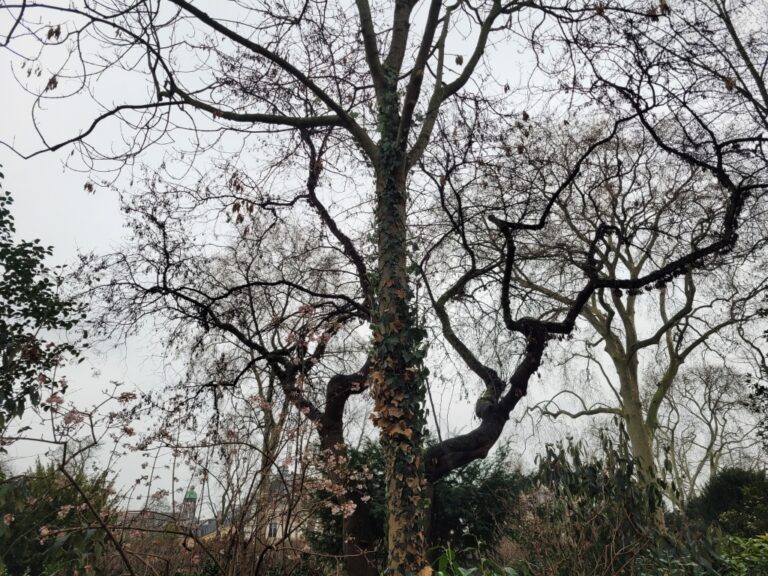 Un arbre à Matignon