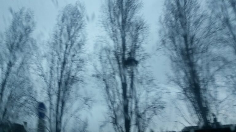 arbres dans le bleu