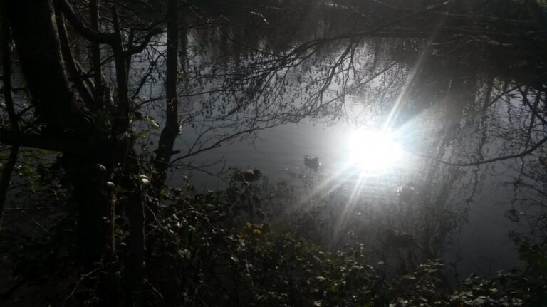 Les canards