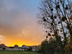 Gui dans l’arbre normand