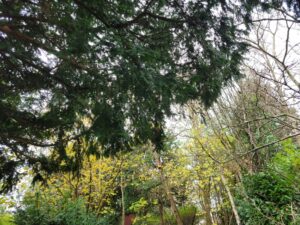 Forêt massaïote