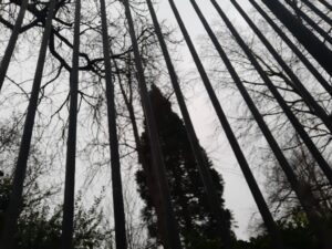 Hautes grilles
