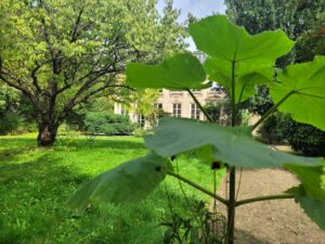 Verdure massaïote