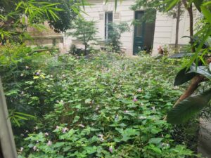 Jardin