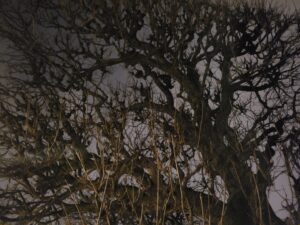 Nudité de l’arbre avant l’aurore