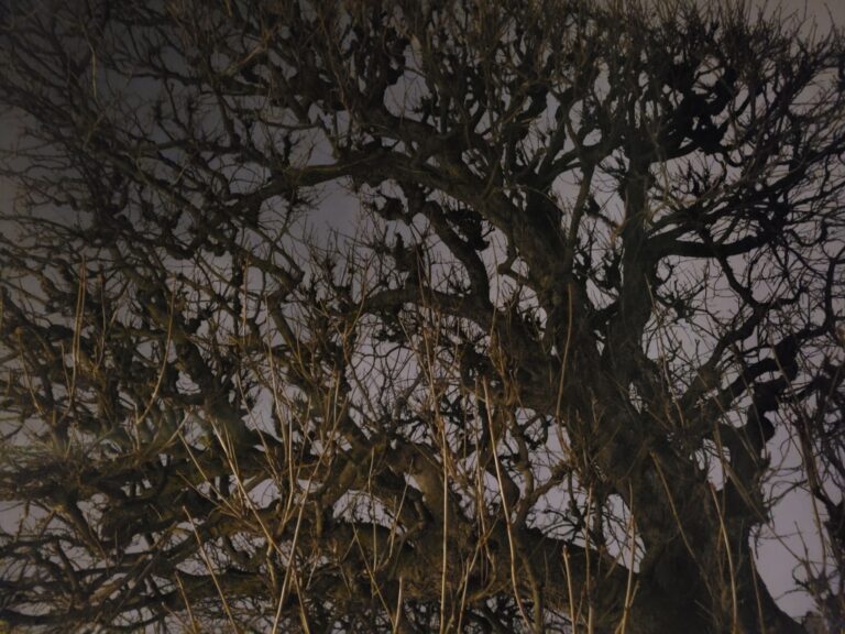 Nudité de l’arbre avant l’aurore
