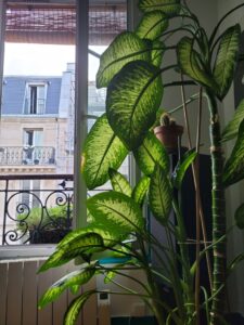 Monge, Tiphaine