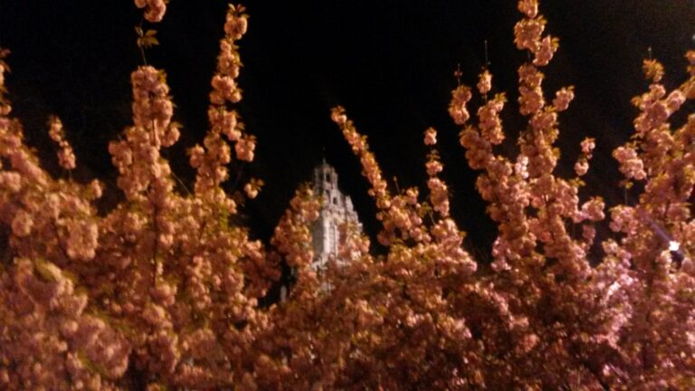 Fleurs trinitaires