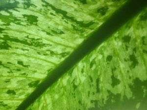 Verdure