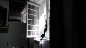 Une fenêtre parisienne