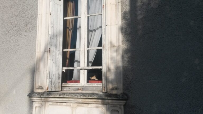 Le chat de la métairie, La Roche sur Yon