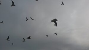 Vol libre