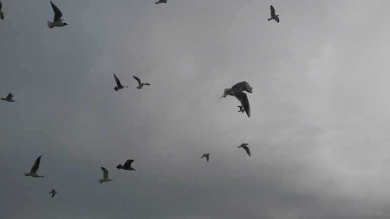 Vol libre