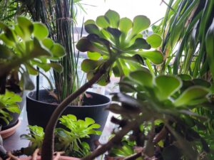 Orteaux, la baie des plantes
