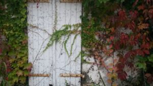 Vigne-vierge autour des volets