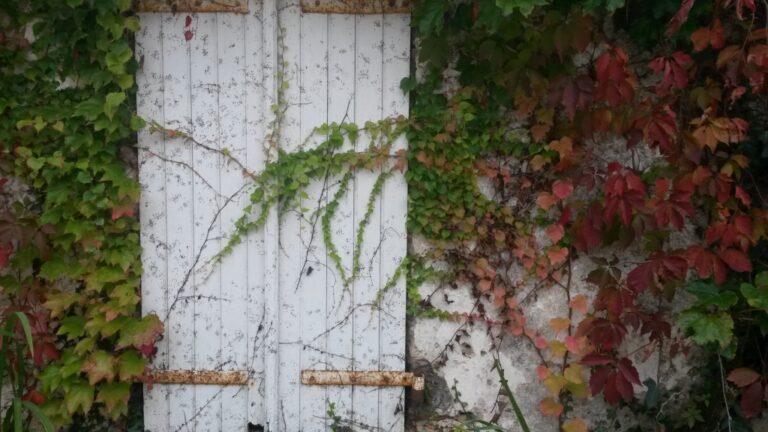 Vigne-vierge autour des volets