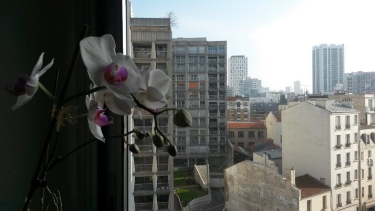 Orchidea