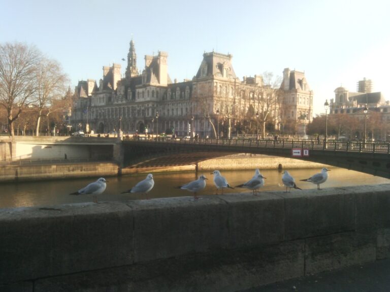Mouettes parigotes et fluviales