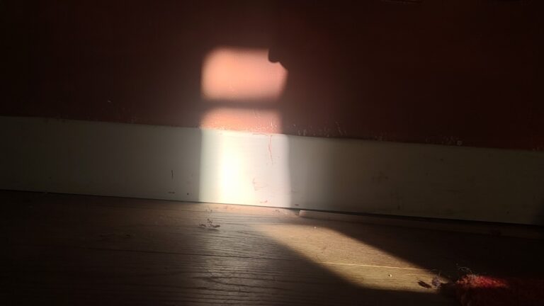 Matin rose