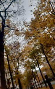 Automne, le ciel, les arbres