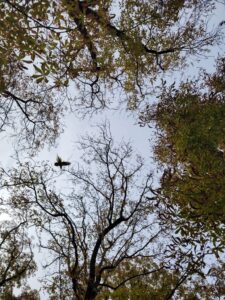 L’oiseau rare
