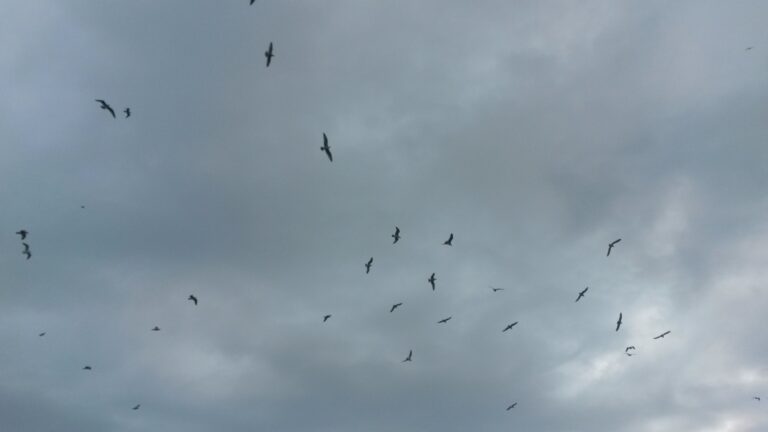 Le peuple du ciel