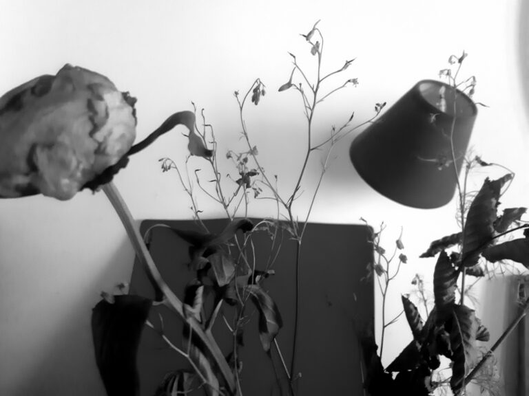 Nature mourante