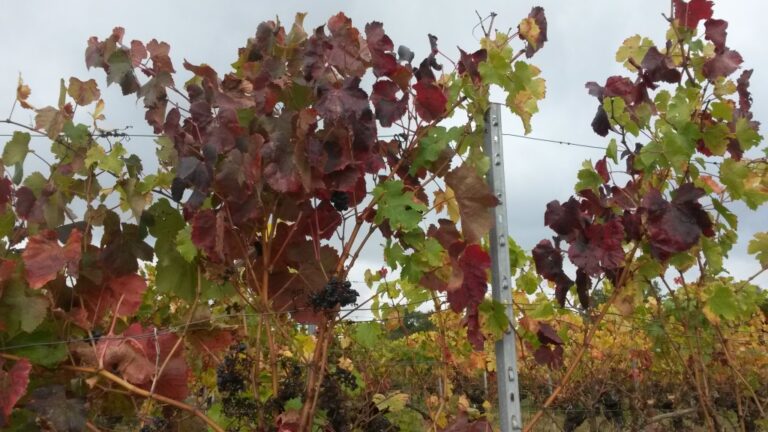 Les vignes de Lavialle