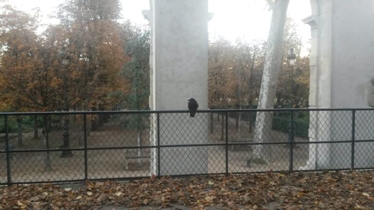Maître Corbeau