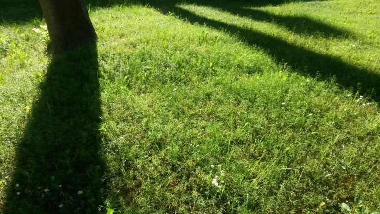 Un animal très visible dans l’herbe verte