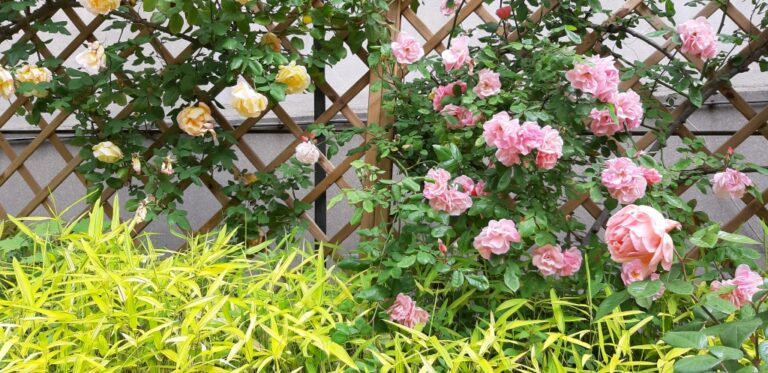 Les roses de Massa