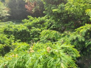 Verdure massaïote