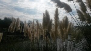 Les plumeaux du lac