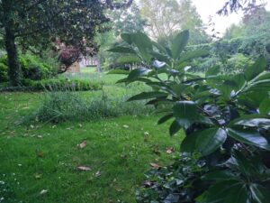 La pierre au fond de la verdure