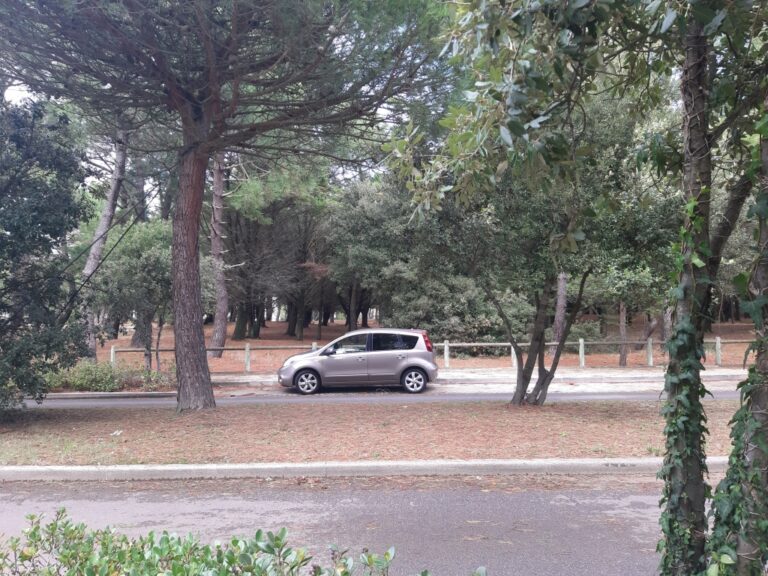 Vers les pins