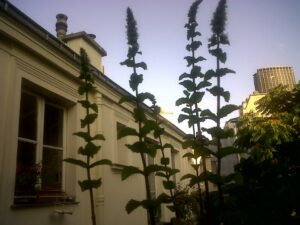 Tours d’herbes