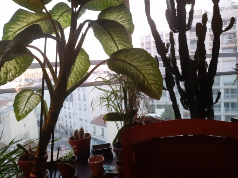 Verdure
