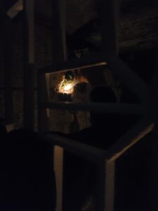 Visite nocturne (ligneronnaise)
