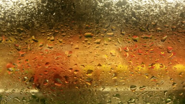 Crustacés dissimulés par la buée et par les gouttes de pluie